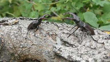 两只大鹿甲虫卢卡纳斯·塞巴斯沿着树爬行。 森林中罕见的甲虫